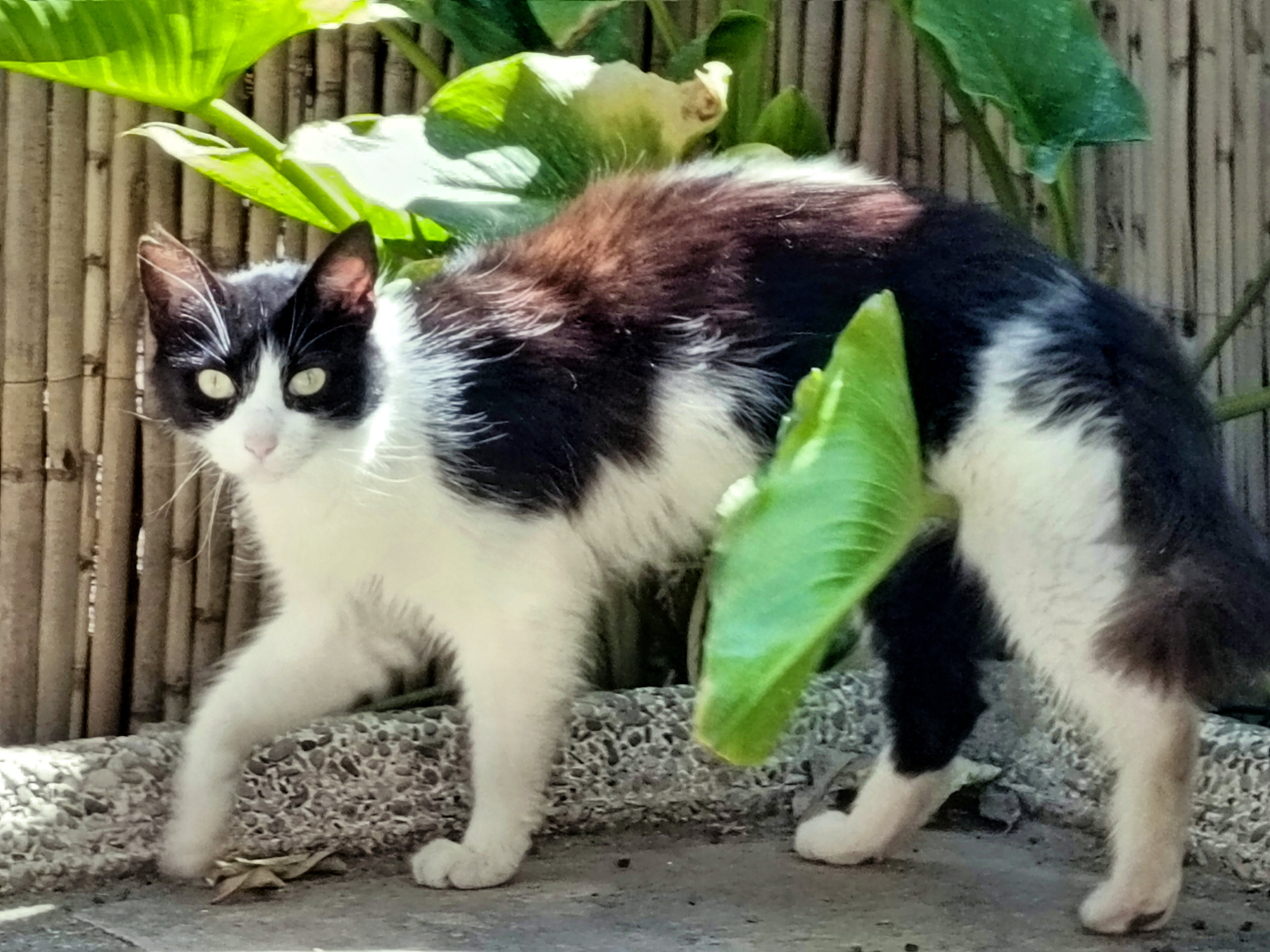 GatoVE
