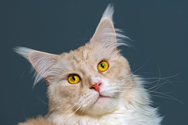 Fondos de animales