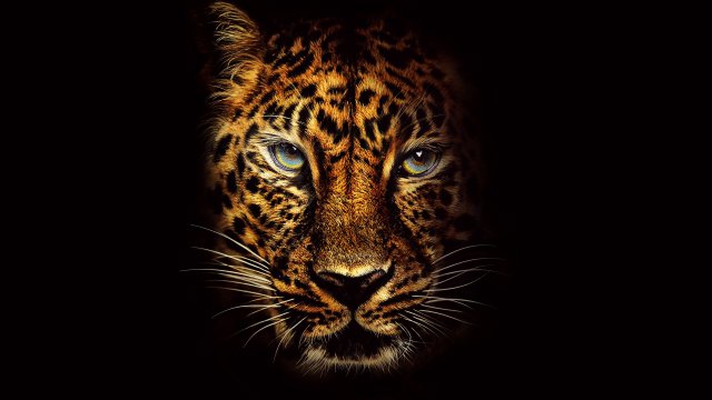 Fondos de animales