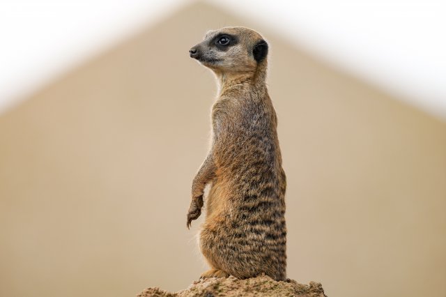 Fondos de animales