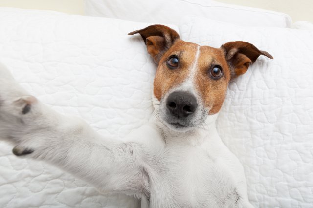 Fondos de animales