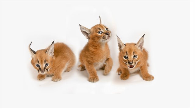 Fondos de animales