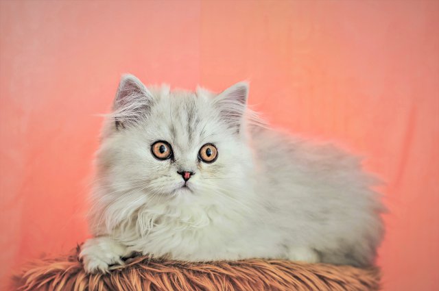 Fondos de animales