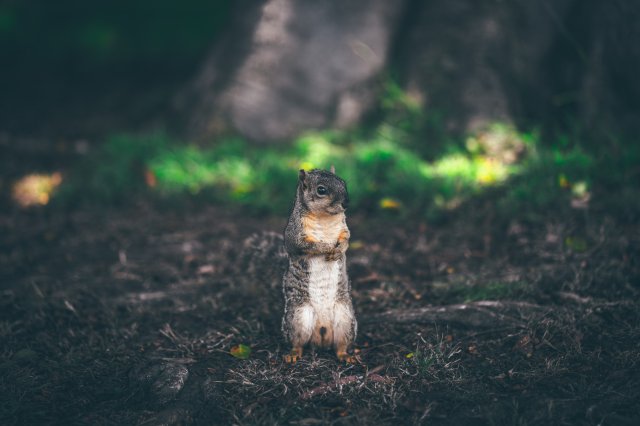 Fondos de animales